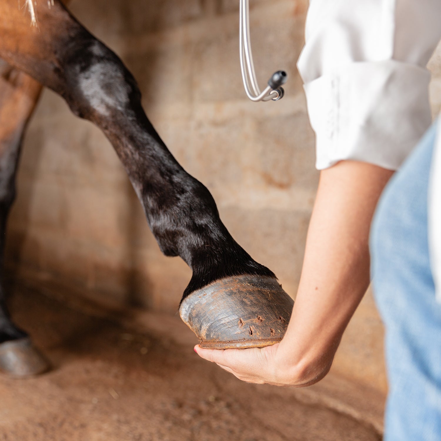 Hoof Care
