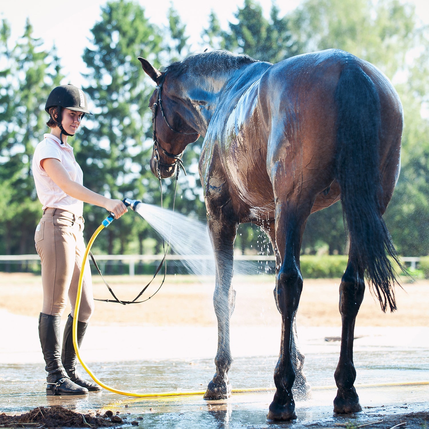 Horse Care