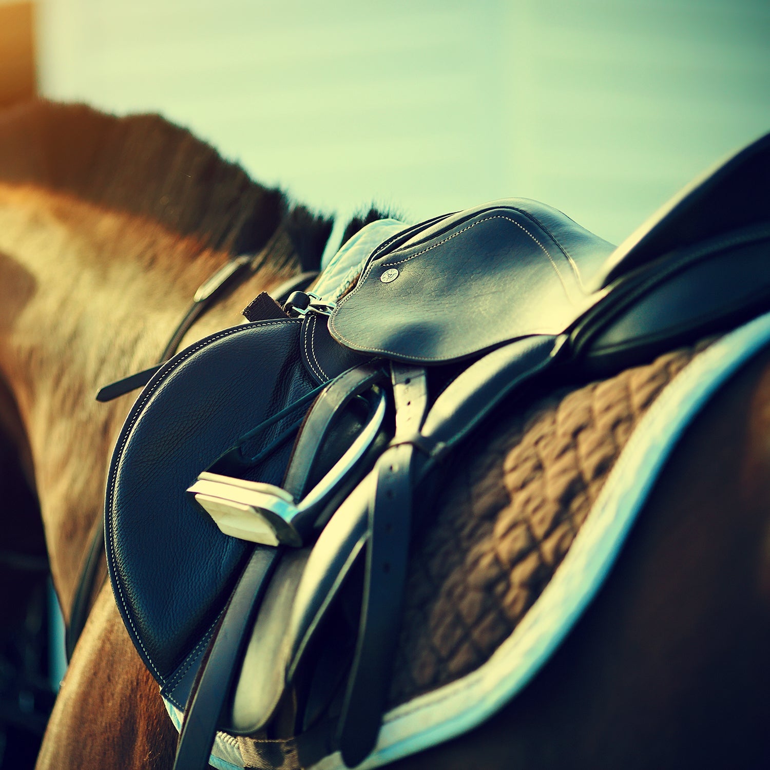 Horse Equipment