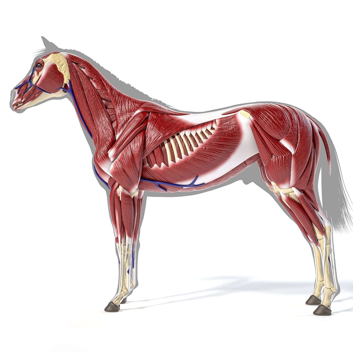 Muscle Repair/Fuel