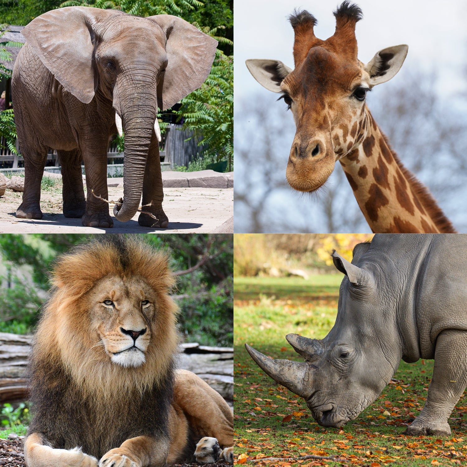 Zoo Animals