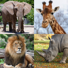 Multiflex Zoo